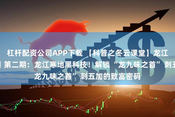 杠杆配资公司APP下载 【科普之冬云课堂】龙江寒地林药解码丨第二期：龙江寒地黑科技！解锁 “龙九味之首” 刺五加的致富密码